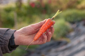 Photo d'un maraîcher